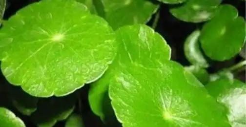 Gotu Kola Extract Powder for Mental Wellness